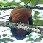 image of bird