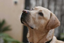 image of labrador_retriever