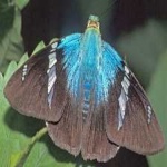 image of animal