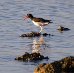 image of oystercatcher