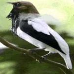 image of bird