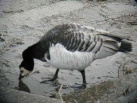 image of goose