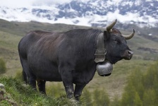image of animal
