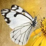 image of animal