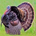 image of wild_turkey #4