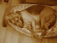 image of bloodhound
