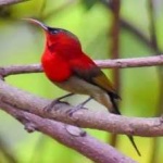 image of bird