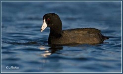 image of american_coot