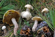 image of mushrooms