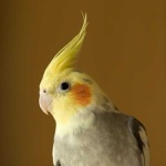 image of cockatiel