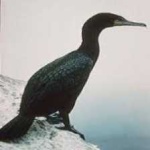 image of bird