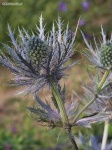 image of alpine_sea_holly #19