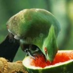 image of bird