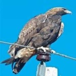 image of bird