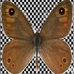 image of animal