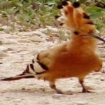 image of bird