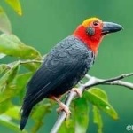 image of bird