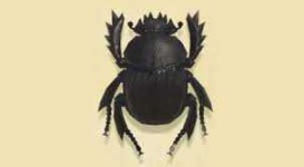 image of beetle #28