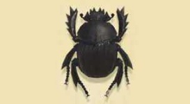 image of animal