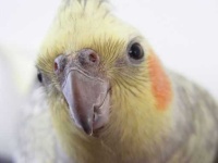 image of cockatiel
