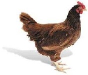 image of rooster