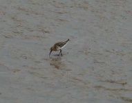 image of red_backed_sandpiper #15