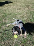image of bluetick