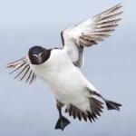 image of bird
