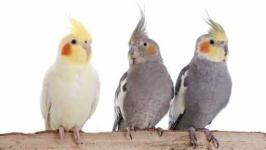 image of cockatiel