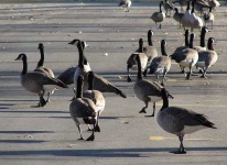 image of goose