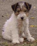 image of wire_haired_fox_terrier #9