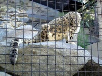 image of snow_leopard