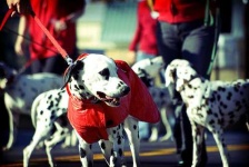 image of dalmatian