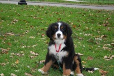 image of bernese_mountain_dog