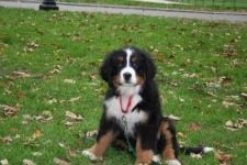 image of bernese_mountain_dog #8