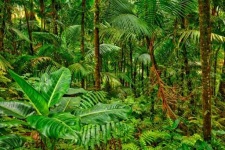image of tropical_forest