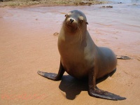 image of animal