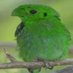image of bird