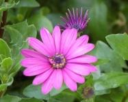 image of flower