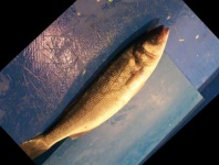 image of fish