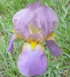 image of bearded_iris #0