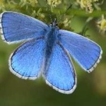 image of animal