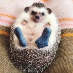 image of hedgehog