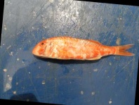 image of fish