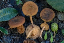 image of mushrooms