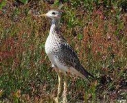 image of sandpiper #36