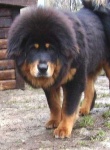 image of tibetan_mastiff #15