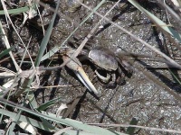 image of fiddler_crab #27