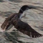 image of bird