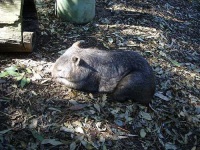 image of wombat